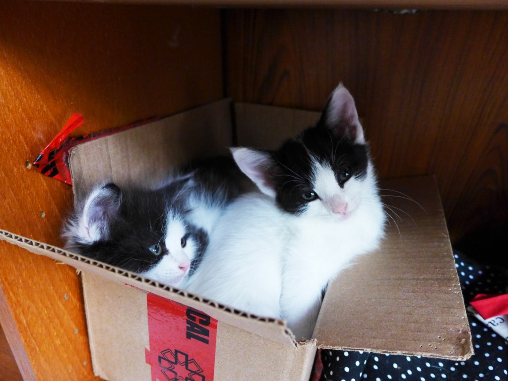 box of kittens
